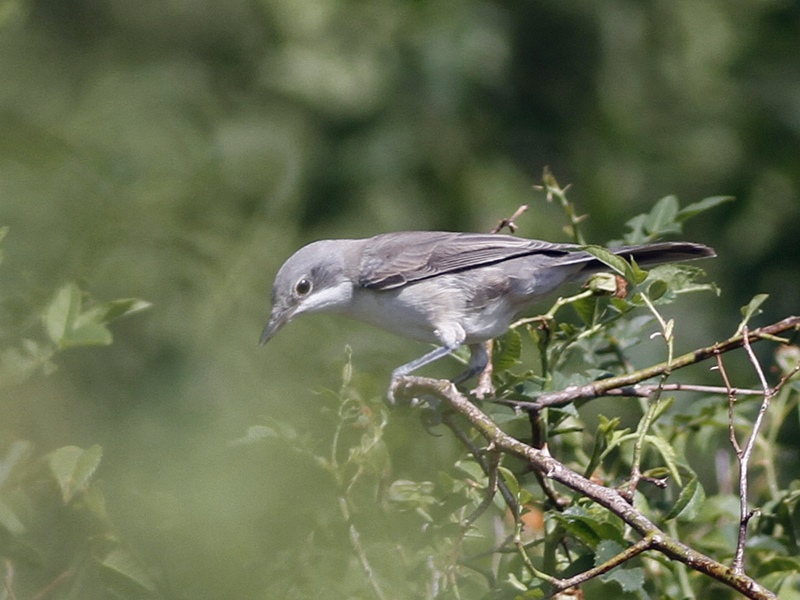 Eastern Orphean Warbler