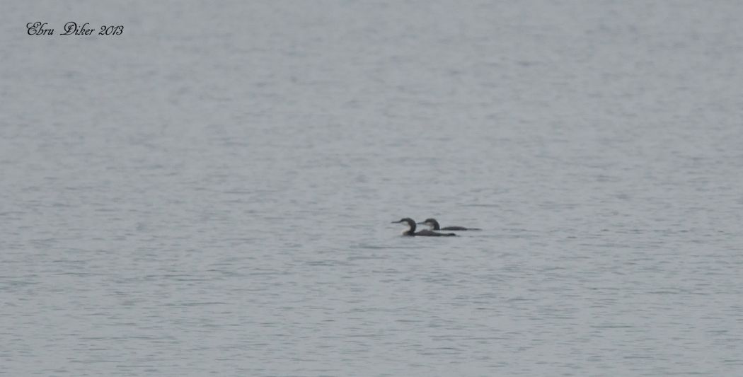 Black-throated Loon