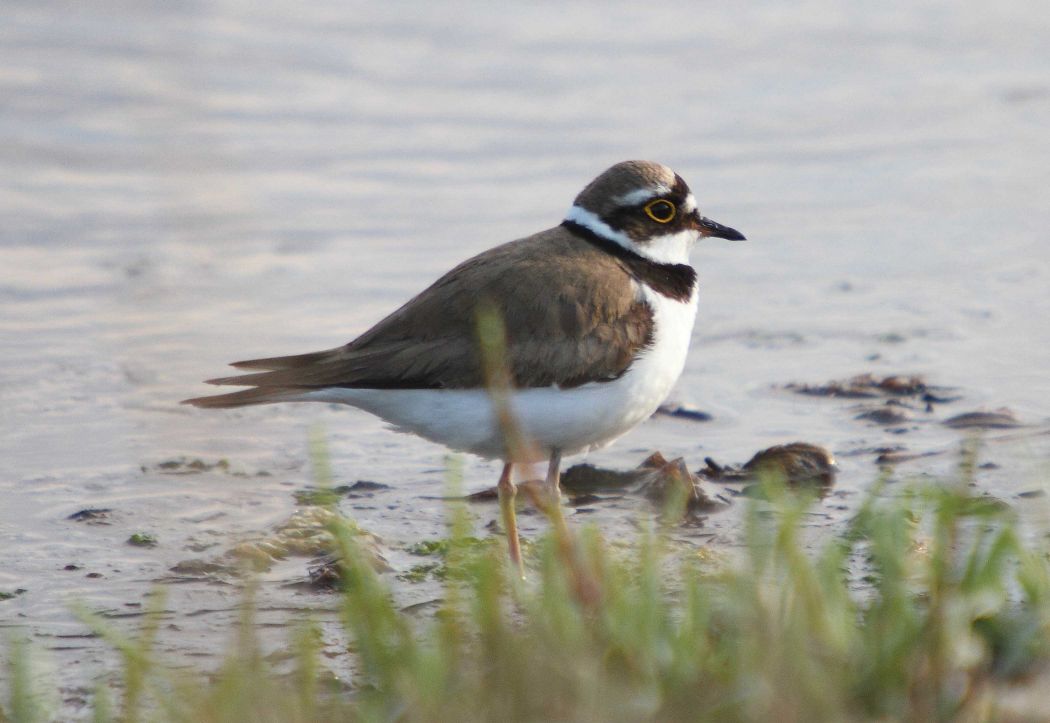 Little Ringed Plover