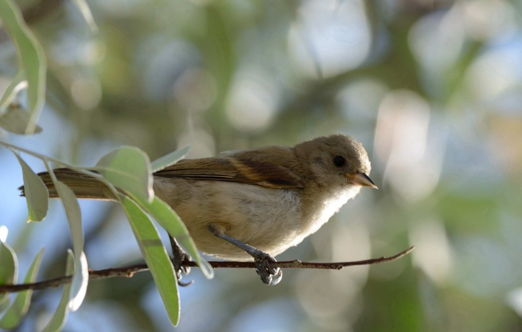 Eurasian Penduline Tit