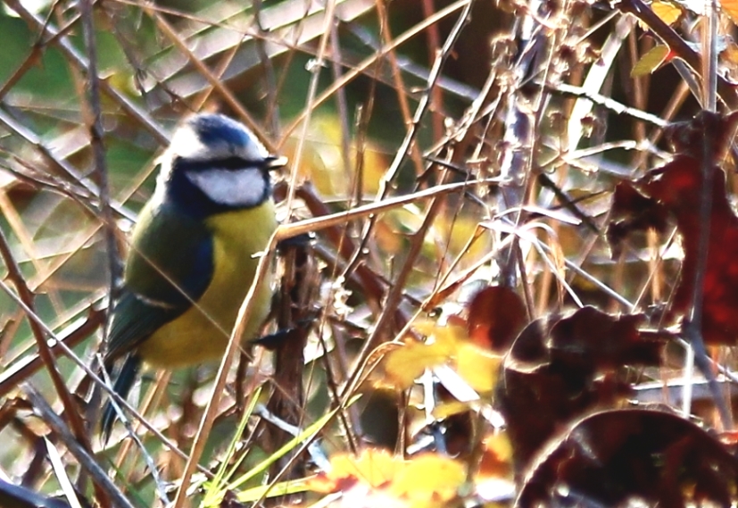 Eurasian Blue Tit
