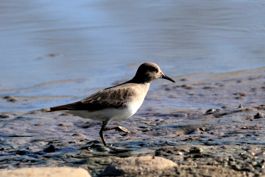 Temminck`s Stint