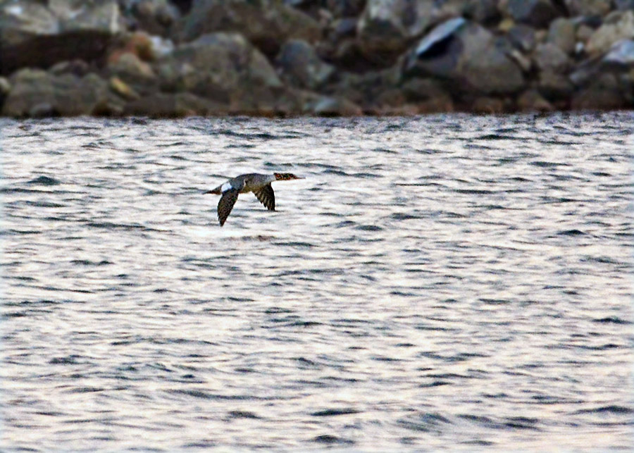 Common Merganser
