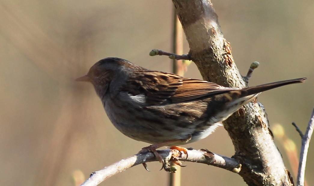 Dunnock