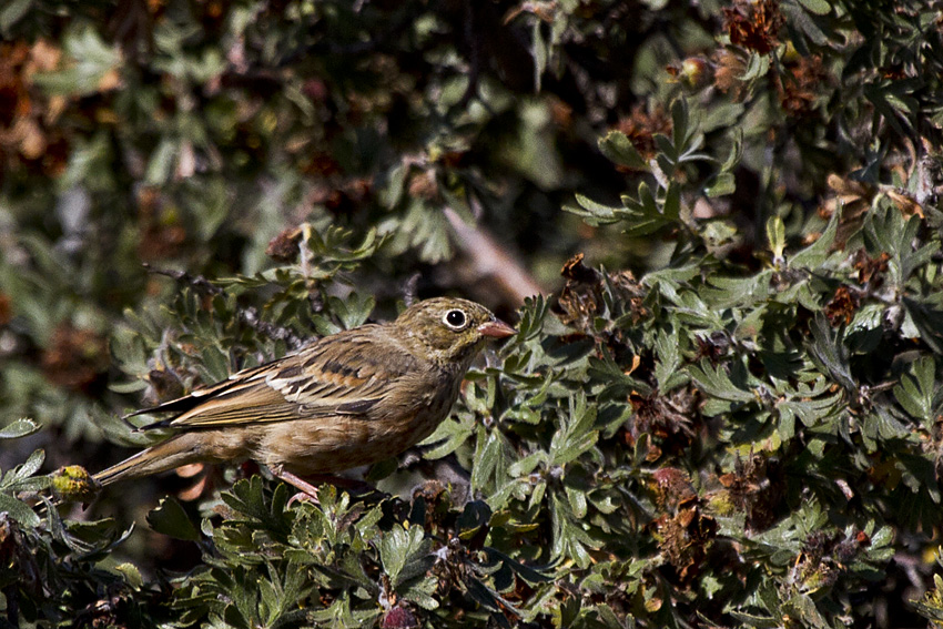 Ortolan Bunting