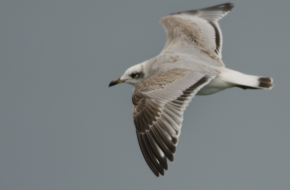 Mediterranean Gull