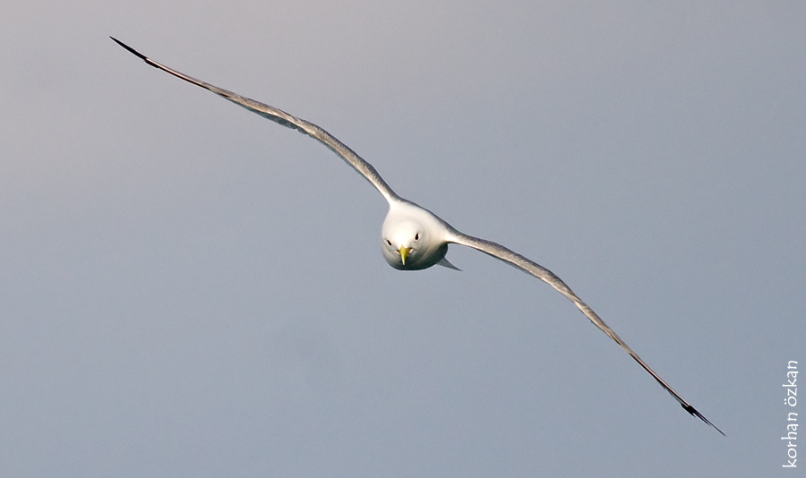 Common Gull