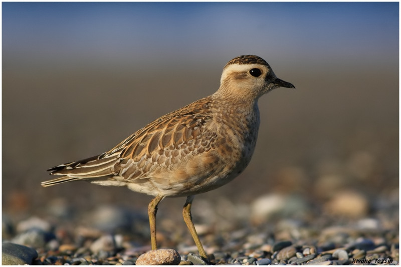 Dağ Cılıbıtı