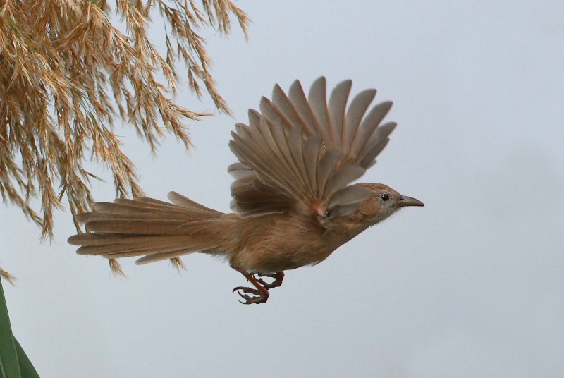 Irak Yedikardeşi