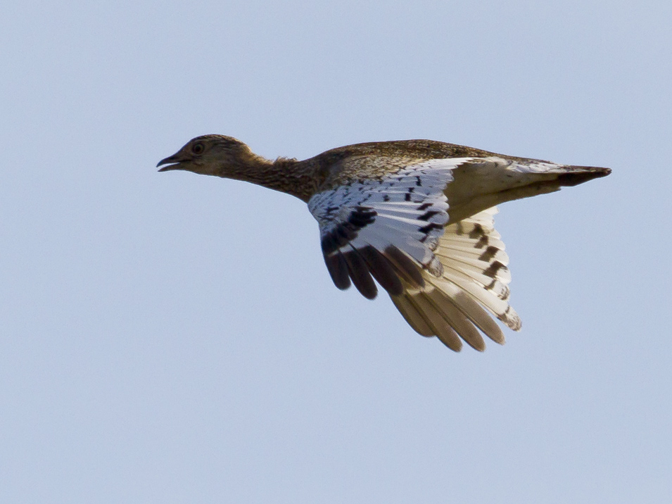 Little Bustard