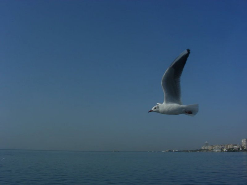 Karabaş Martı