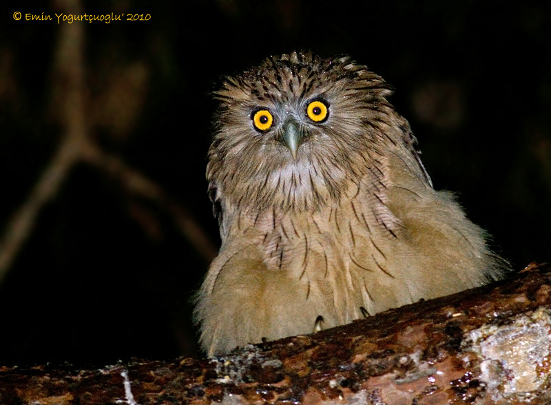 Brown Fish Owl
