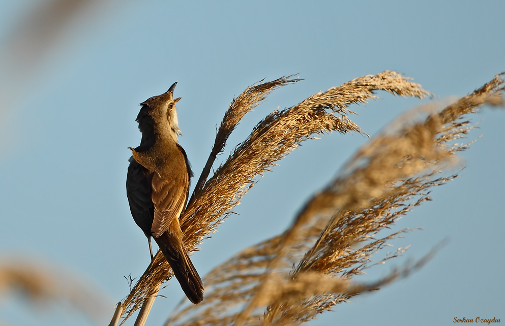 Büyük Kamışçın