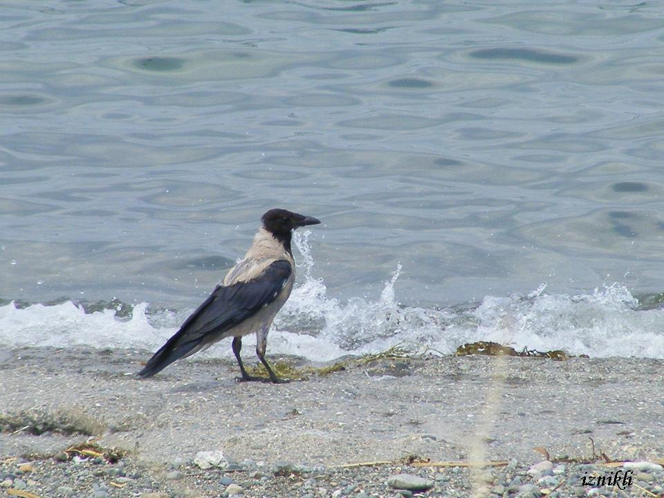Leş Kargası