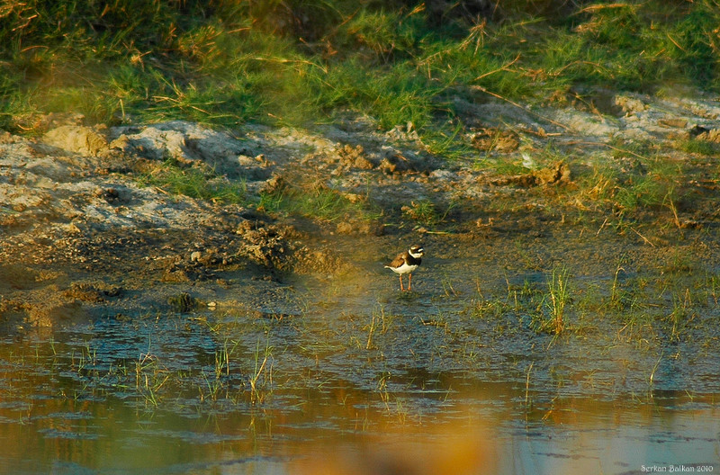 Halkalı Cılıbıt