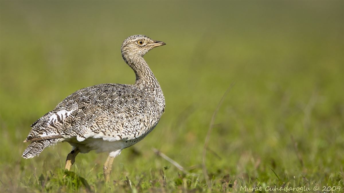 Little Bustard