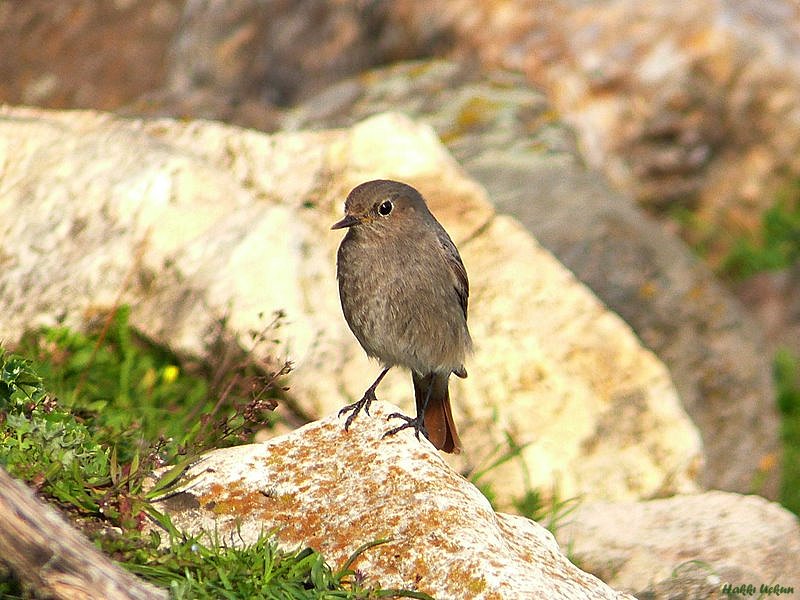 Kara Kızılkuyruk
