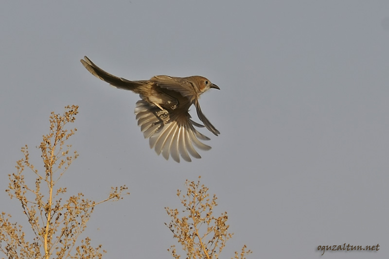 Irak Yedikardeşi