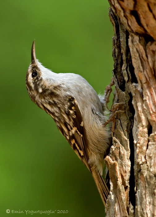 Bahçe Tırmaşıkkuşu