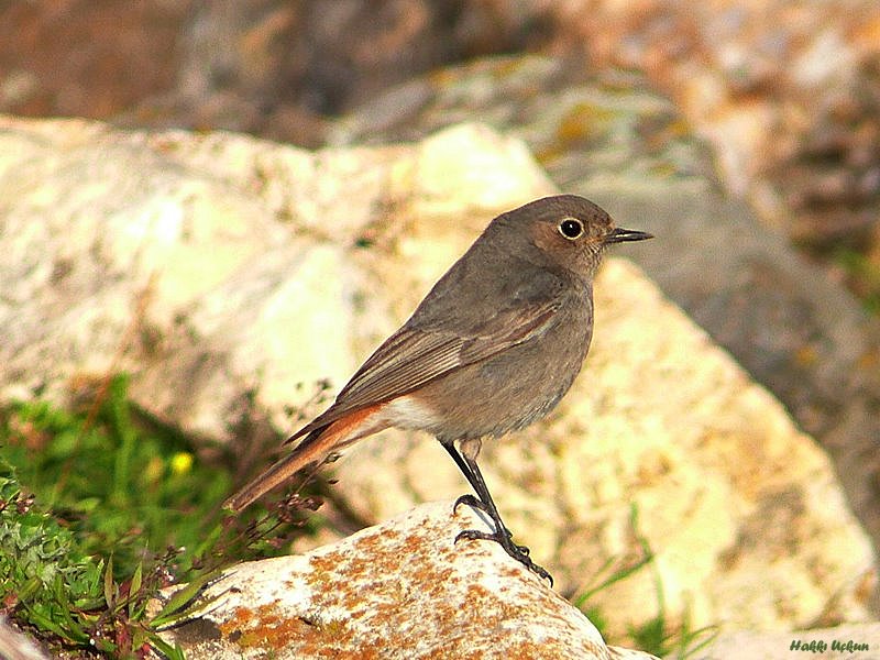 Kara Kızılkuyruk