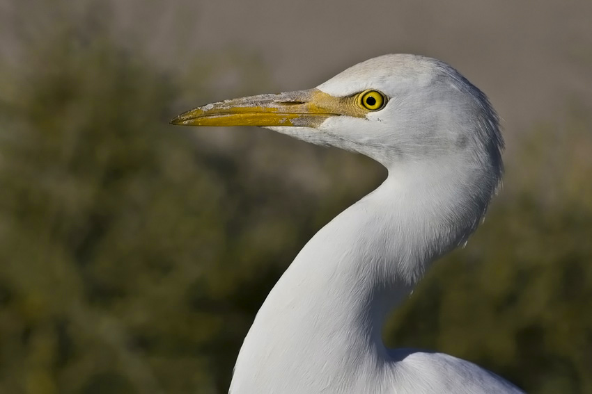 Western Cattle Egret