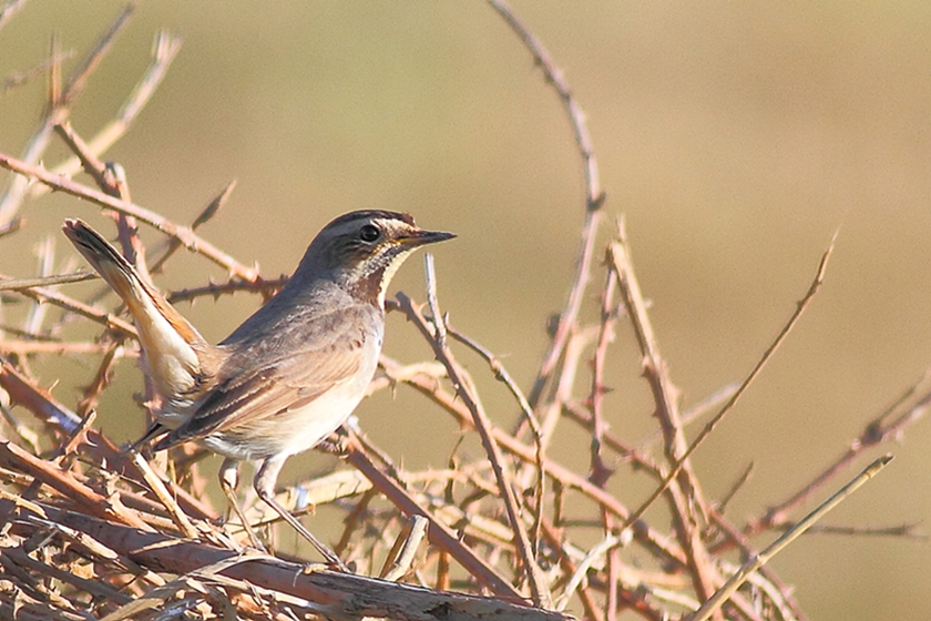 Bluethroat