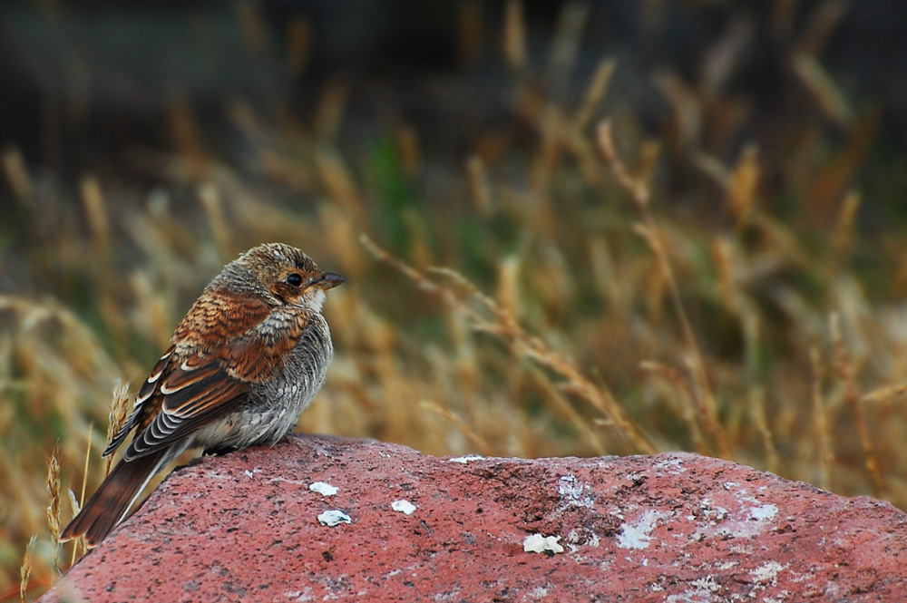 Red-backed Shrike