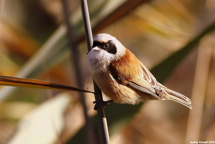 Eurasian Penduline Tit