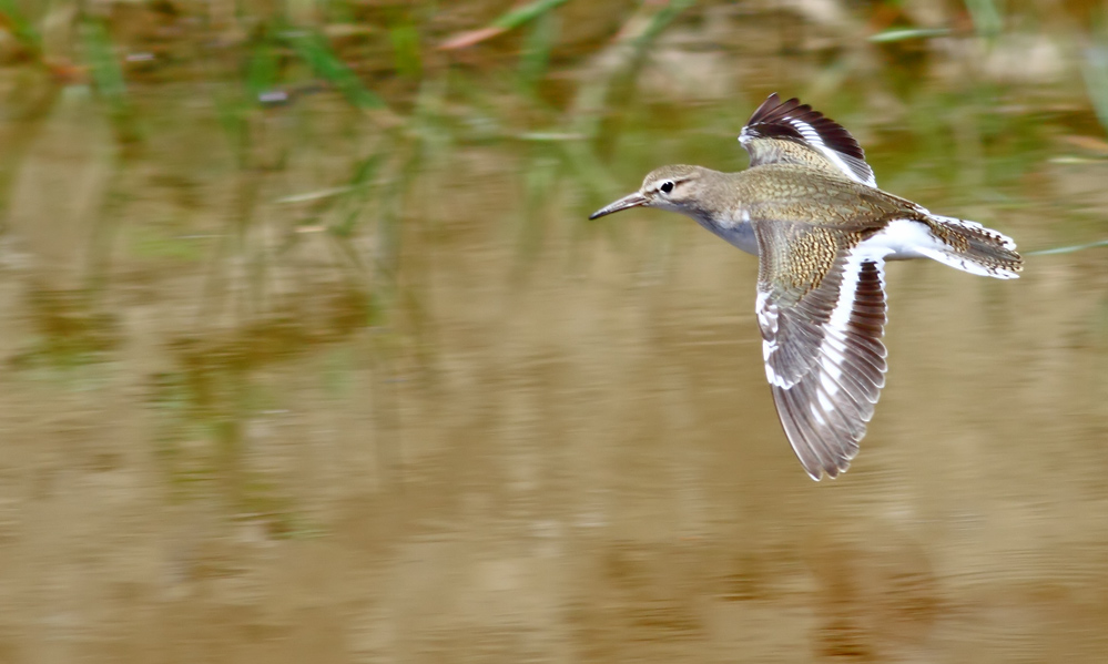 Common Sandpiper