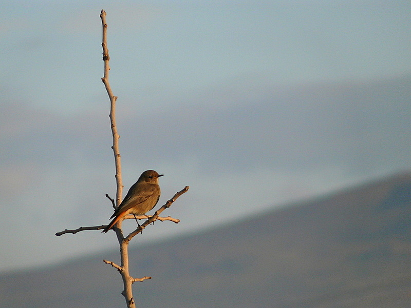 Black Redstart