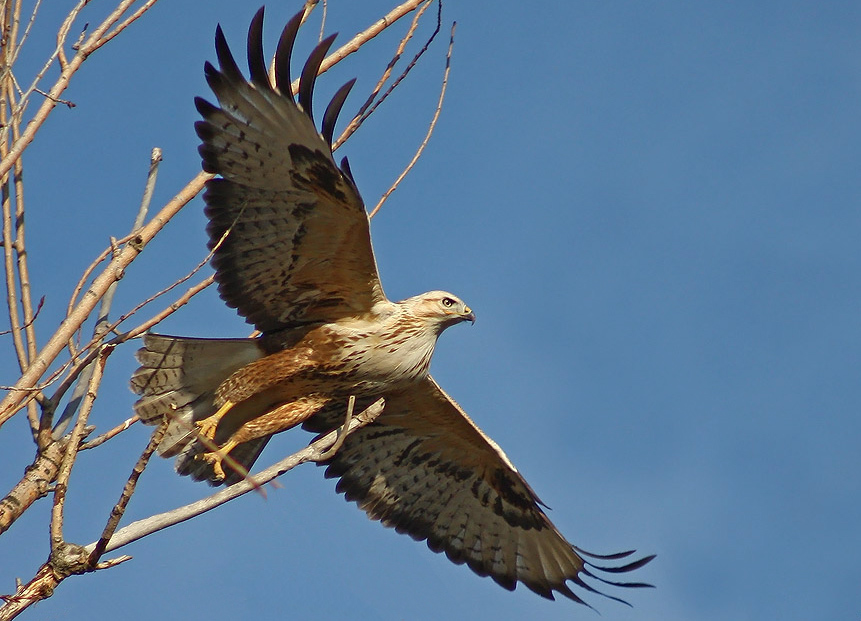 Long-legged Buzzard