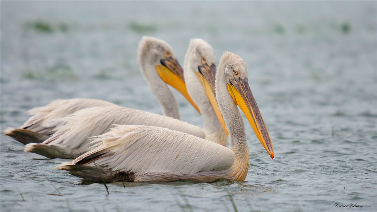 Dalmatian Pelican