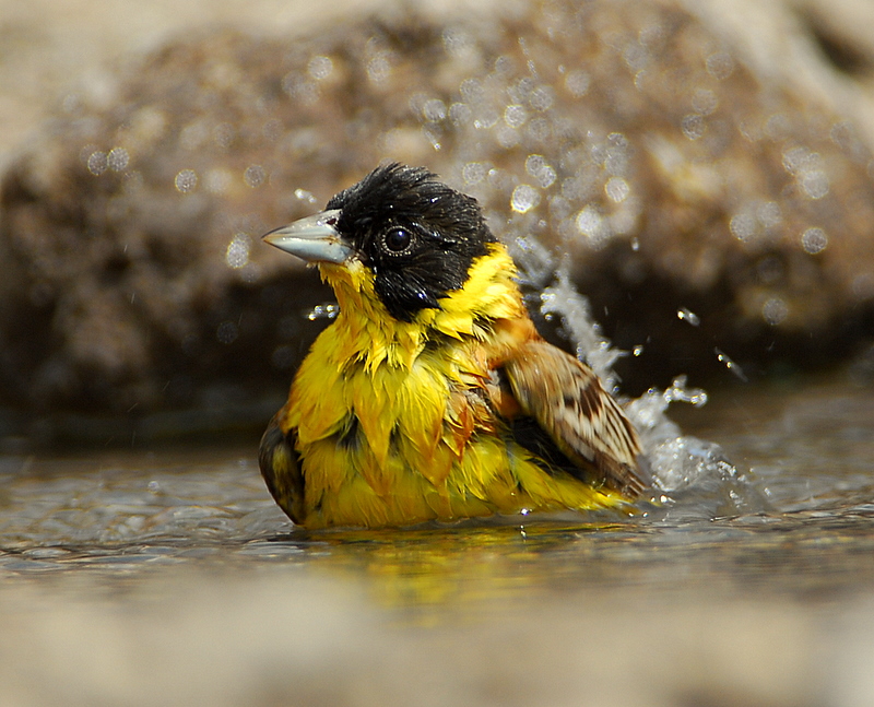 Black-headed Bunting