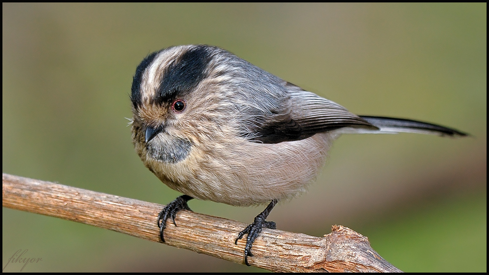 Long-tailed Tit