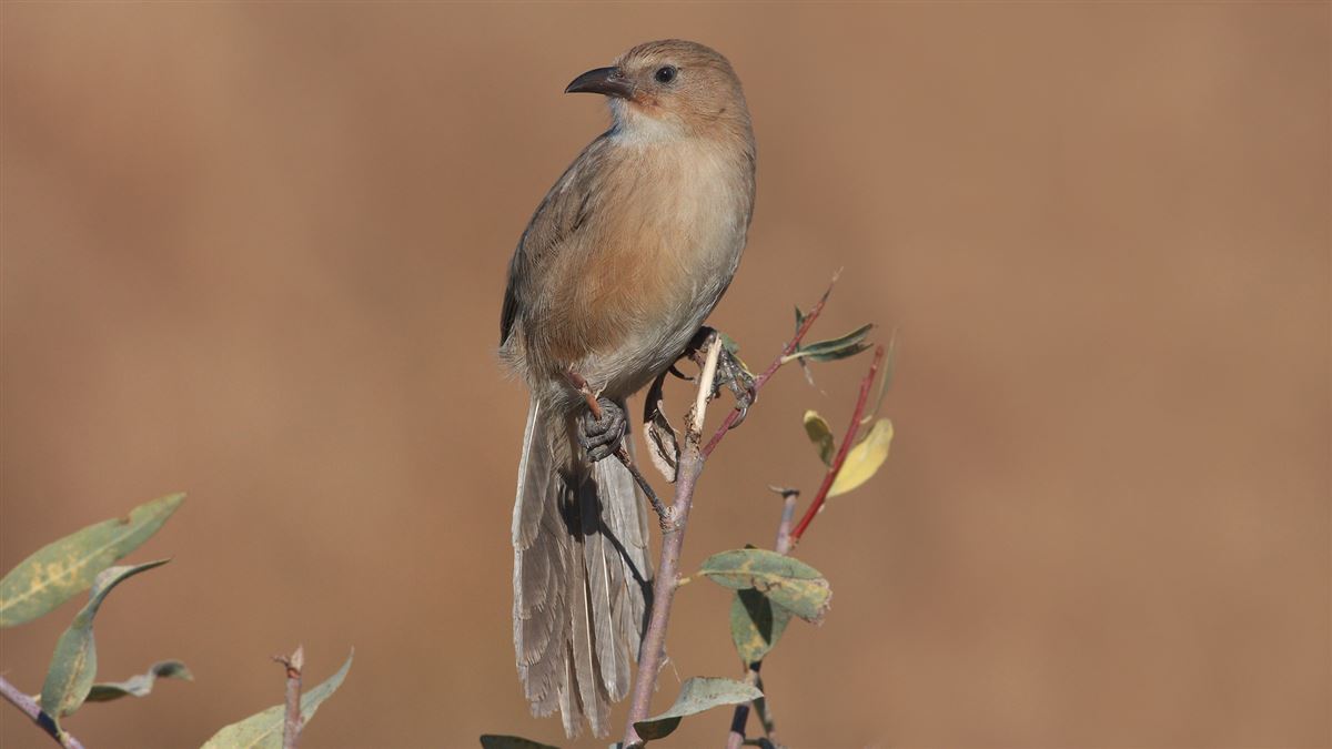 Iraq Babbler