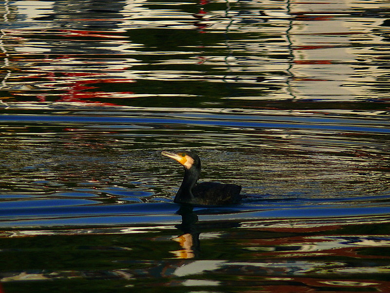 Great Cormorant