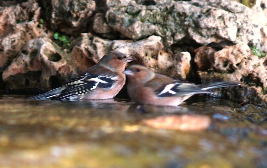 Common Chaffinch