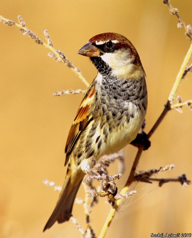Spanish Sparrow