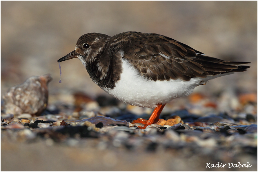 Ruddy Turnstone