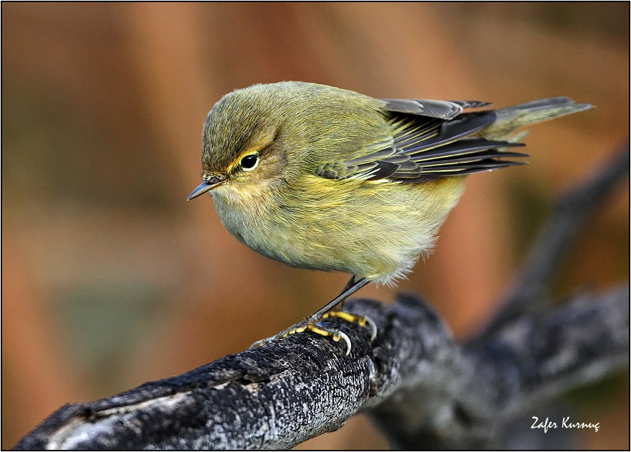 Common Chiffchaff