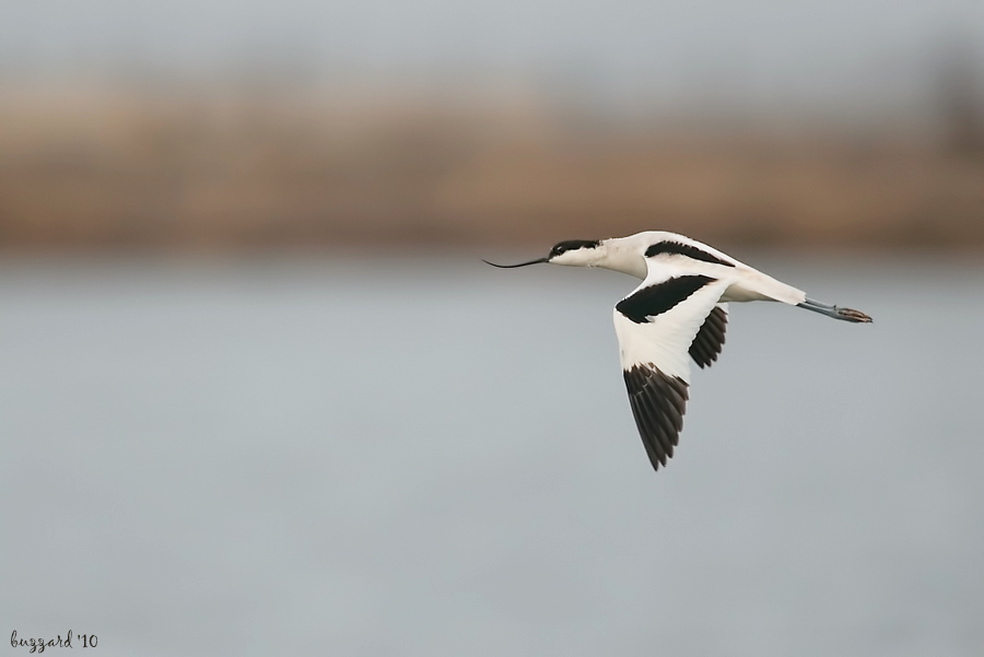 Pied Avocet