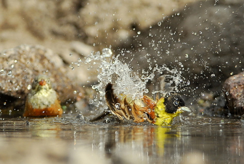 Black-headed Bunting