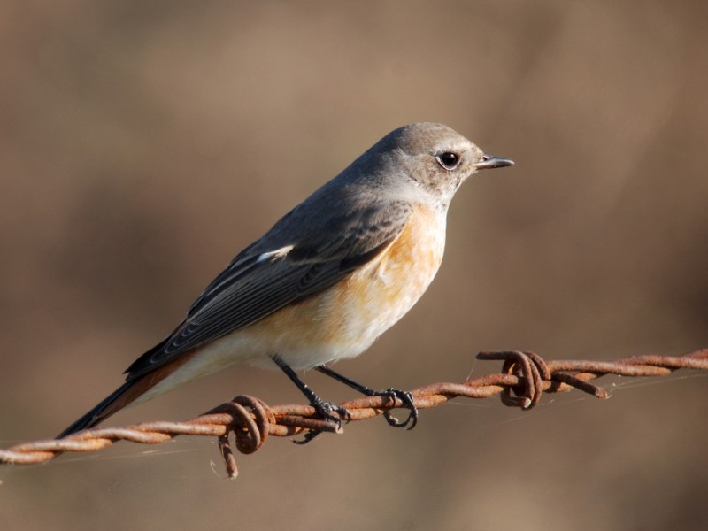Common Redstart