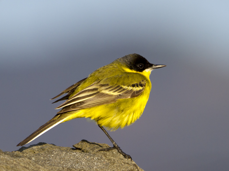 Western Yellow Wagtail