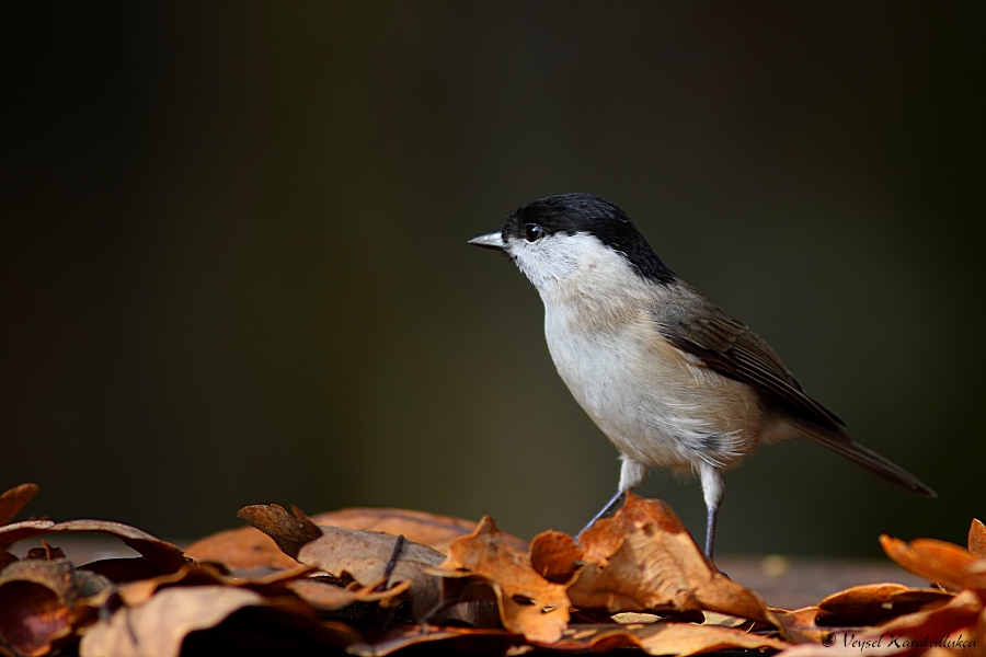 Kayın Baştankarası