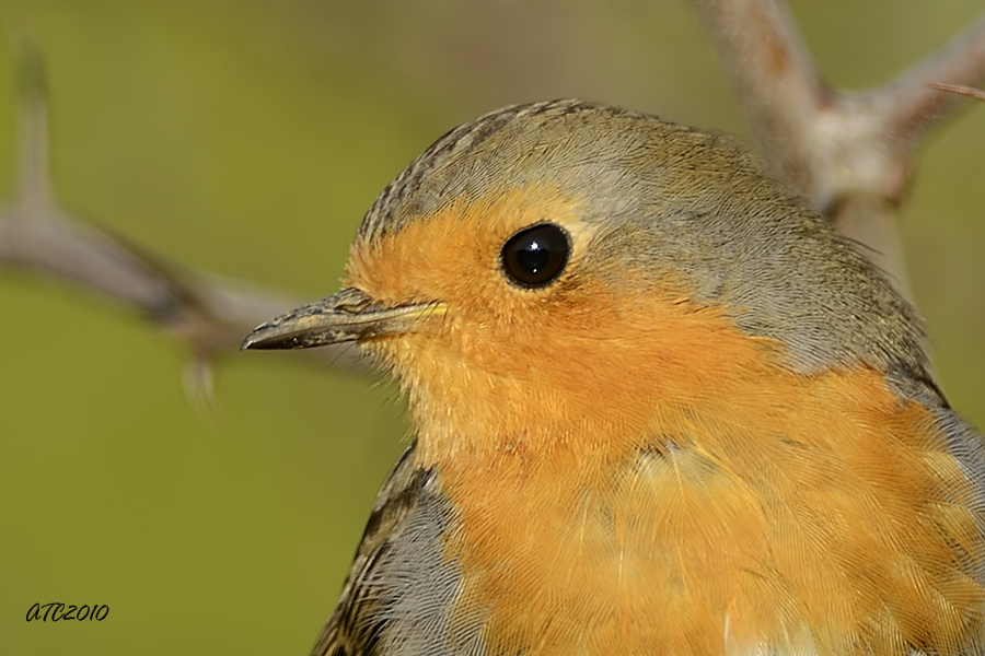 European Robin