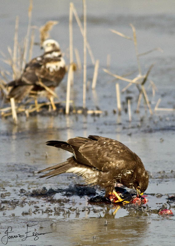 Common Buzzard