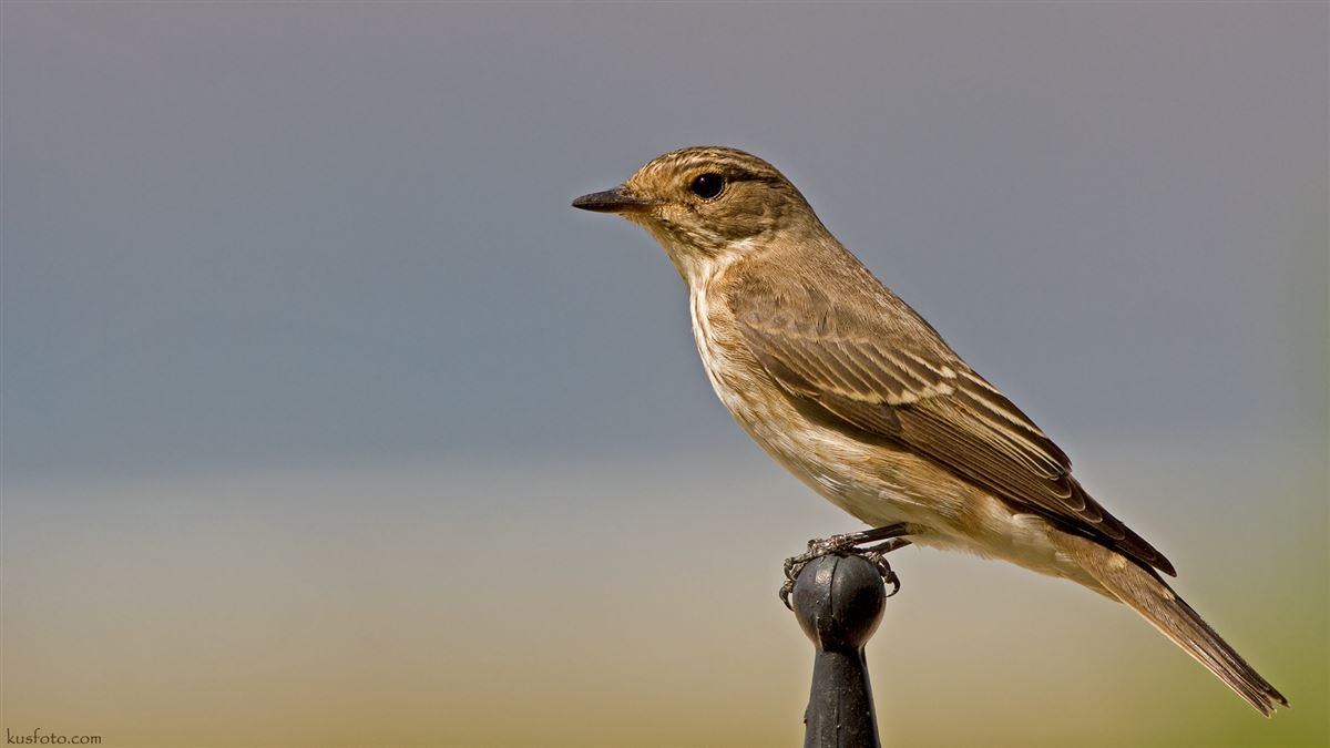 Spotted Flycatcher