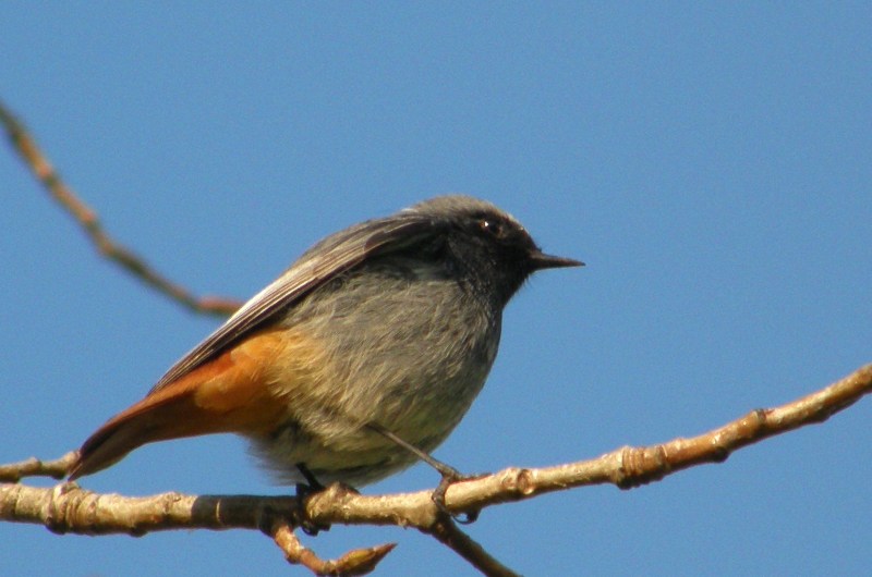 Black Redstart