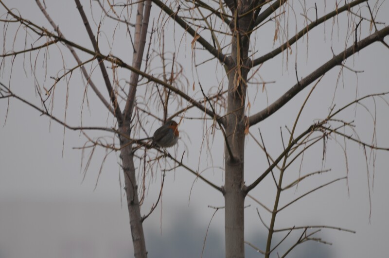 European Robin